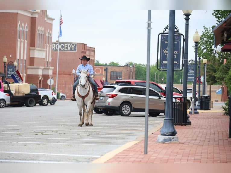 American Quarter Horse Ruin 10 Jaar Schimmel in Ripley
