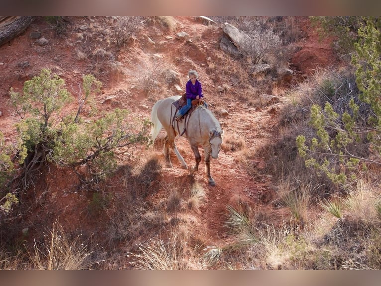 American Quarter Horse Ruin 10 Jaar Schimmel in Canyon, TX