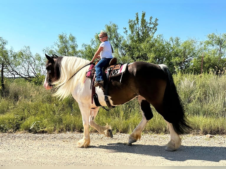 American Quarter Horse Ruin 10 Jaar Tobiano-alle-kleuren in Byers TX