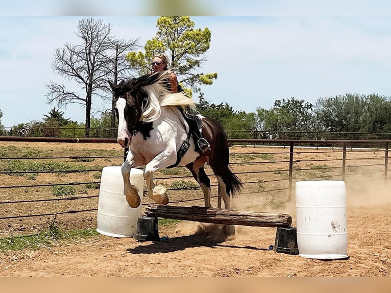 American Quarter Horse Ruin 10 Jaar Tobiano-alle-kleuren in Byers TX