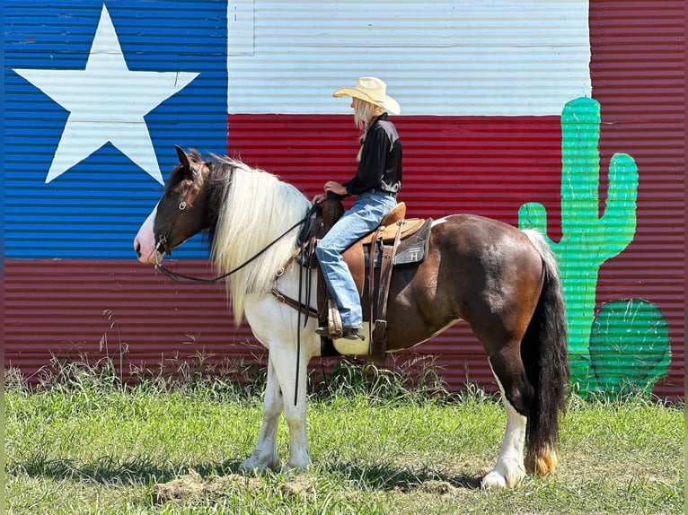 American Quarter Horse Ruin 10 Jaar Tobiano-alle-kleuren in Byers TX