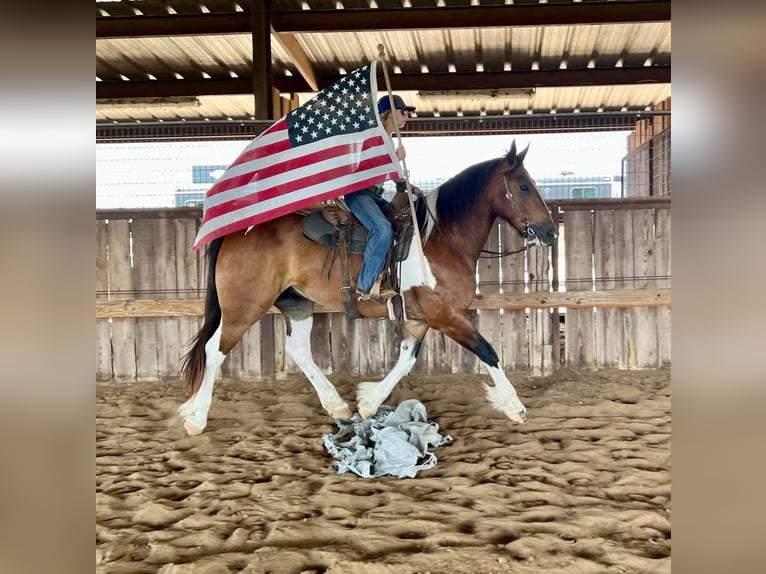 American Quarter Horse Ruin 10 Jaar Tobiano-alle-kleuren in Ravenna TX