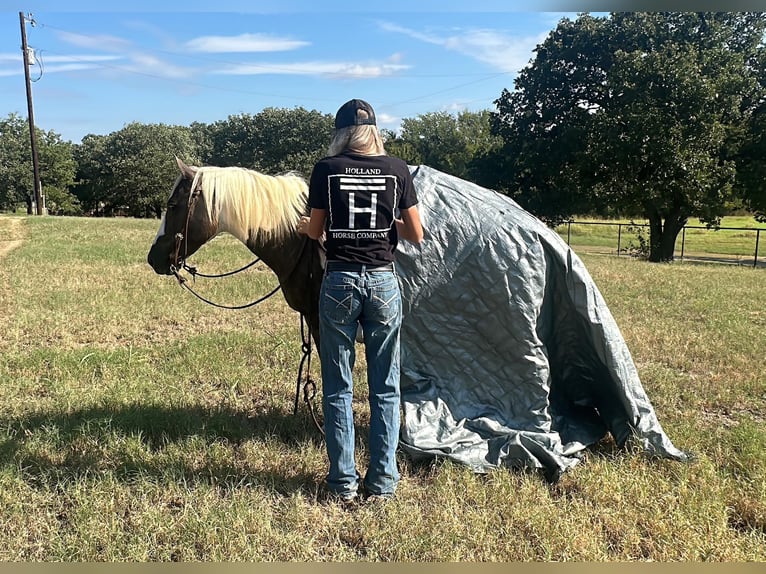 American Quarter Horse Ruin 10 Jaar Tobiano-alle-kleuren in Byers TX