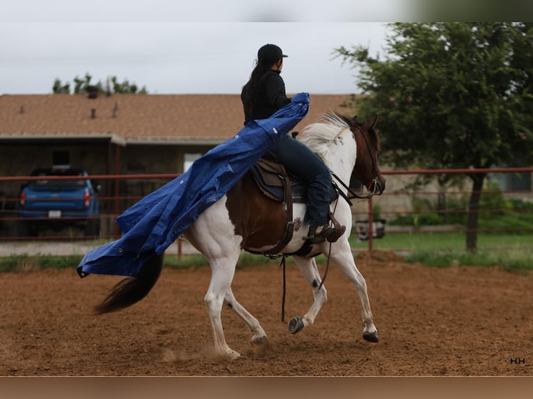 American Quarter Horse Ruin 10 Jaar Tobiano-alle-kleuren in Granbury TX