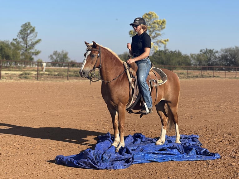 American Quarter Horse Ruin 11 Jaar 135 cm Donkere-vos in byers TX