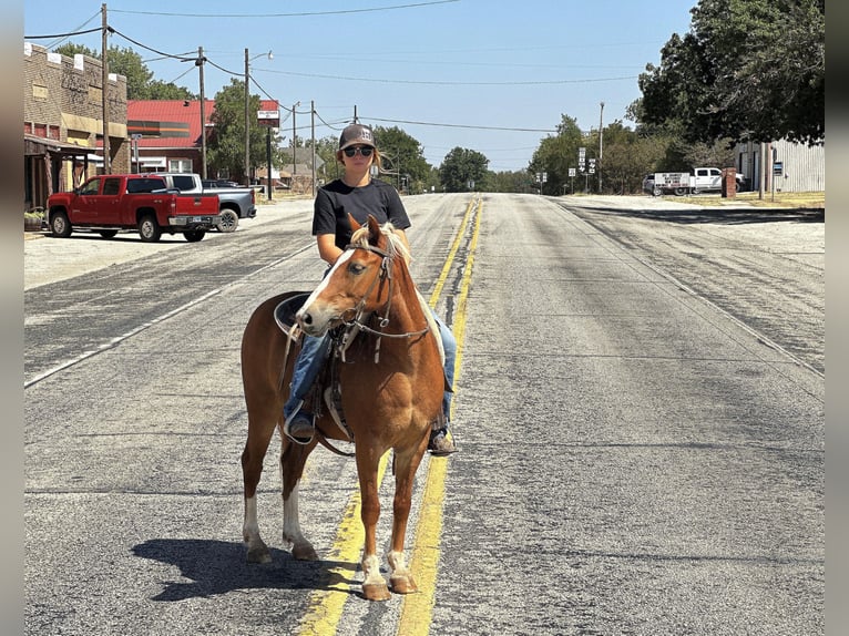 American Quarter Horse Ruin 11 Jaar 135 cm Donkere-vos in byers TX