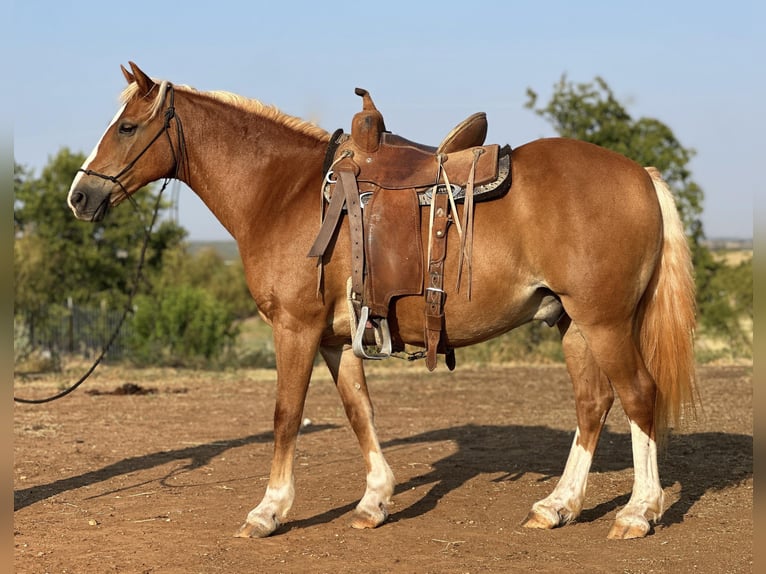 American Quarter Horse Ruin 11 Jaar 135 cm Donkere-vos in byers TX