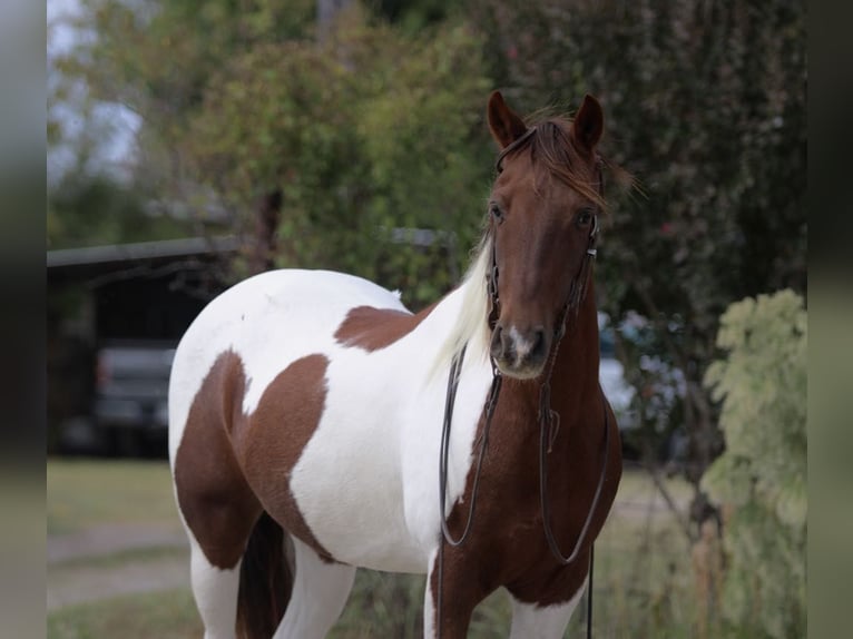 American Quarter Horse Ruin 11 Jaar 135 cm Donkere-vos in Stephenville TX