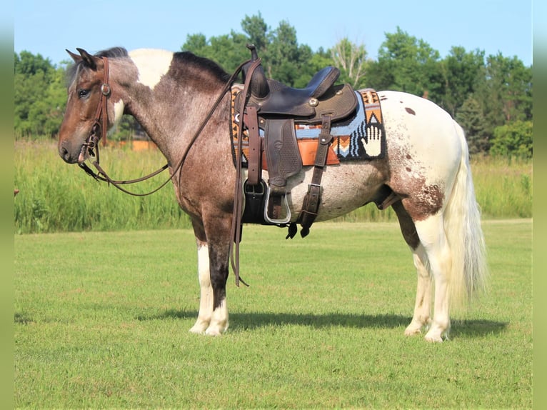 American Quarter Horse Ruin 11 Jaar 135 cm Donkere-vos in Rusk TX