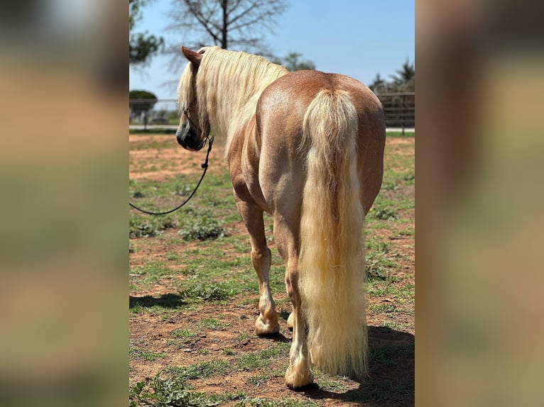 American Quarter Horse Ruin 11 Jaar 135 cm Roodvos in Byers TX