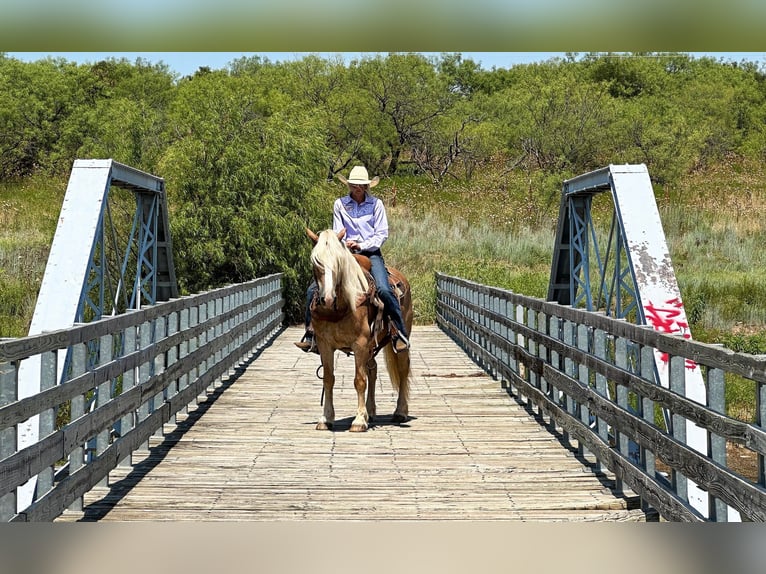 American Quarter Horse Ruin 11 Jaar 135 cm Roodvos in Byers TX