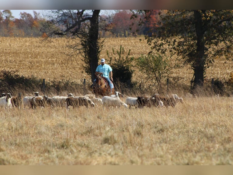 American Quarter Horse Ruin 11 Jaar 142 cm Bruin in Sanora KY