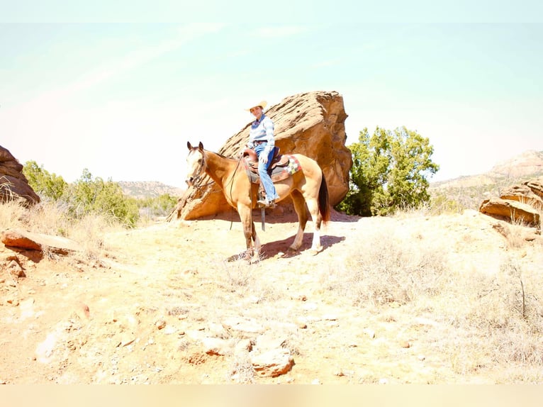 American Quarter Horse Ruin 11 Jaar 142 cm Buckskin in Libson IA