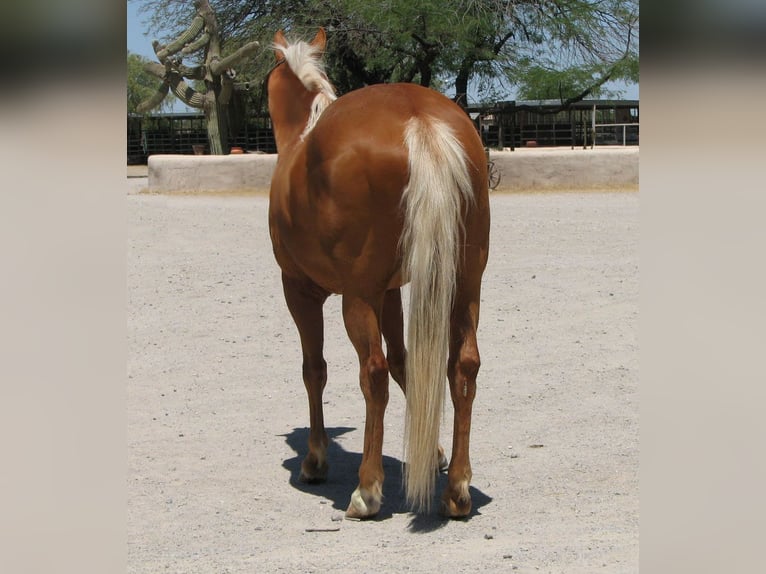 American Quarter Horse Ruin 11 Jaar 142 cm Palomino in Marana, AZ