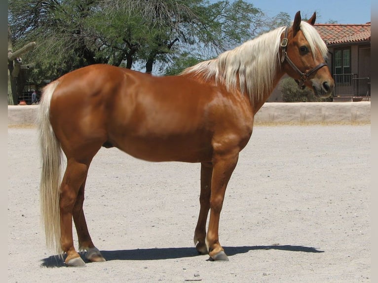 American Quarter Horse Ruin 11 Jaar 142 cm Palomino in Marana, AZ