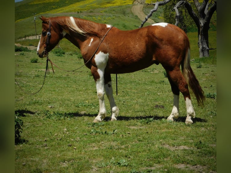 American Quarter Horse Ruin 11 Jaar 142 cm Tobiano-alle-kleuren in Paicines CA