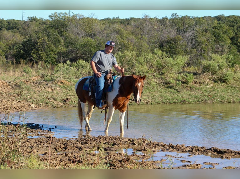 American Quarter Horse Ruin 11 Jaar 142 cm Tobiano-alle-kleuren in Poolville TX