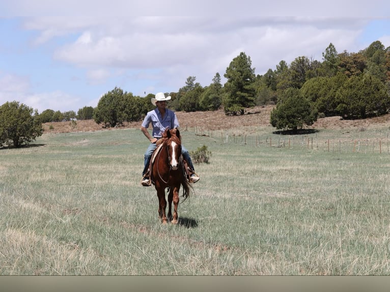 American Quarter Horse Ruin 11 Jaar 145 cm Donkere-vos in Camp Verde AZ