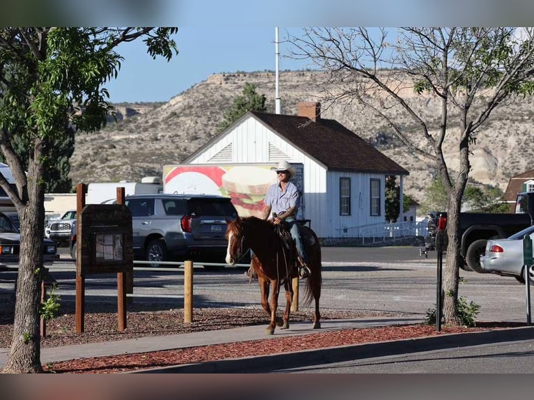American Quarter Horse Ruin 11 Jaar 145 cm Donkere-vos in Camp Verde AZ