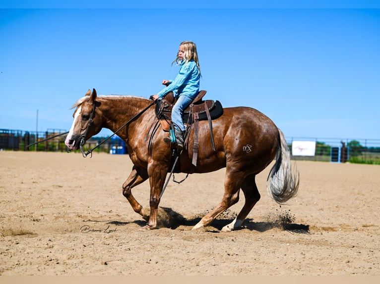 American Quarter Horse Ruin 11 Jaar 145 cm Palomino in Canistota, SD