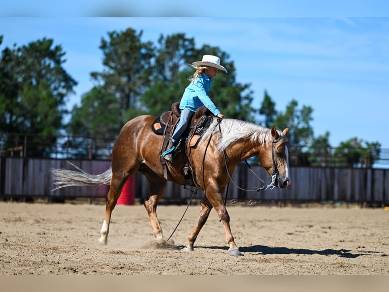 American Quarter Horse Ruin 11 Jaar 145 cm Palomino in Canistota, SD