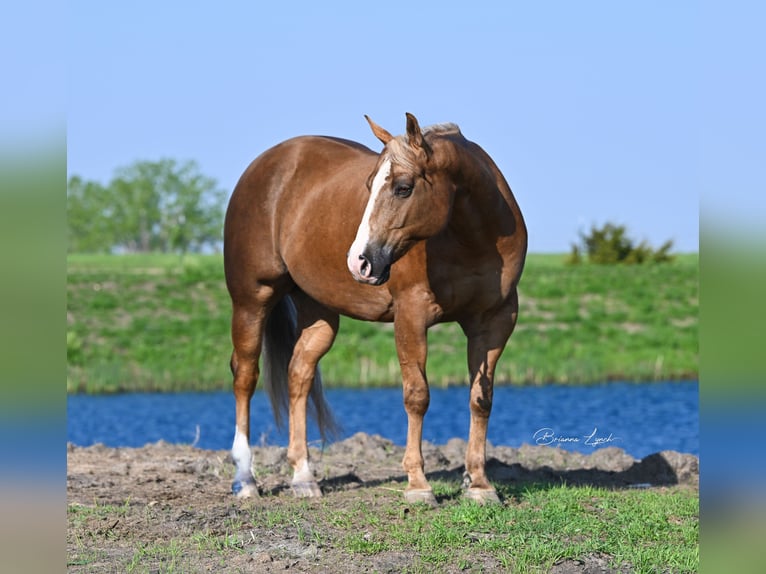 American Quarter Horse Ruin 11 Jaar 145 cm Palomino in Canistota, SD