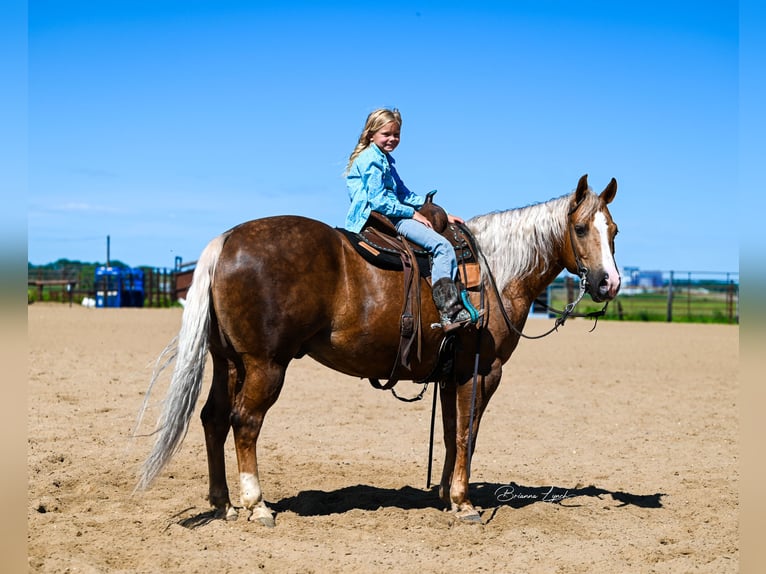 American Quarter Horse Ruin 11 Jaar 145 cm Palomino in Canistota, SD