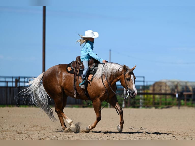 American Quarter Horse Ruin 11 Jaar 145 cm Palomino in Canistota, SD