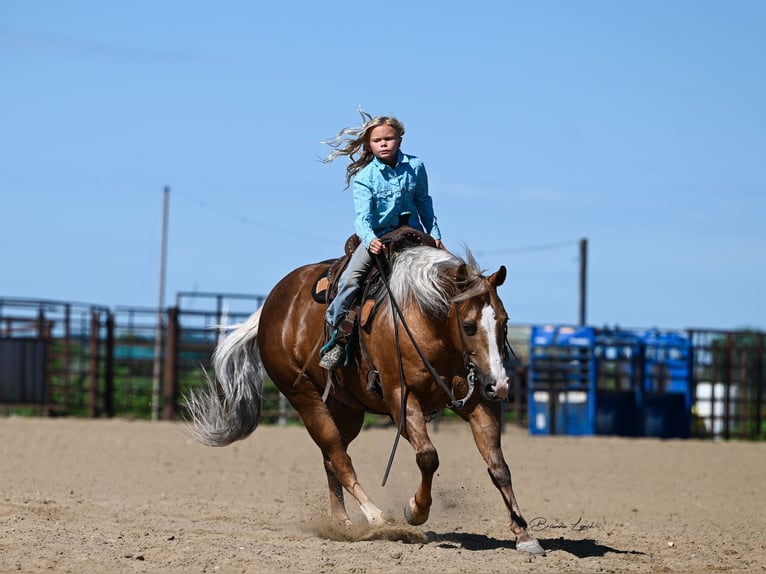 American Quarter Horse Ruin 11 Jaar 145 cm Palomino in Canistota, SD