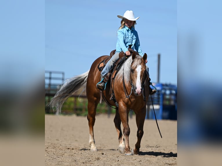 American Quarter Horse Ruin 11 Jaar 145 cm Palomino in Canistota, SD