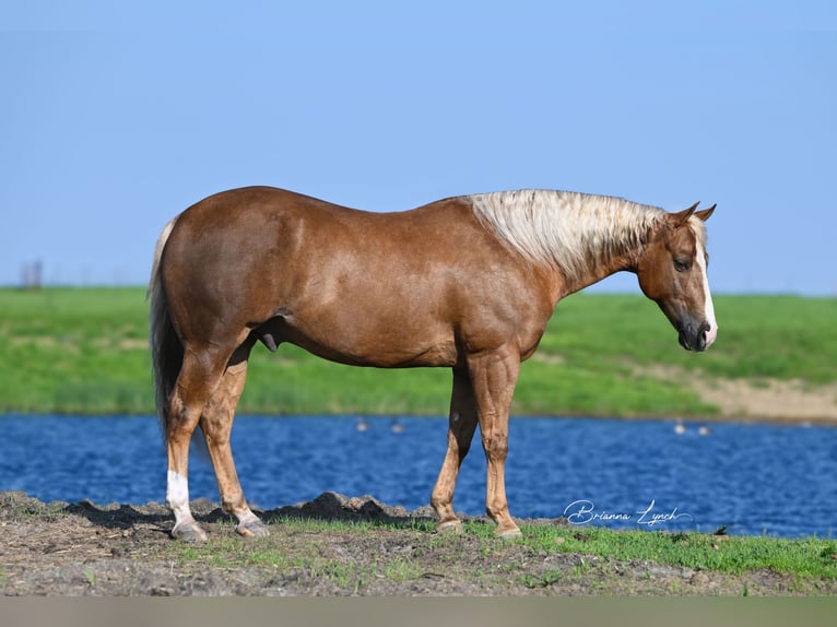 American Quarter Horse Ruin 11 Jaar 145 cm Palomino in Canistota, SD