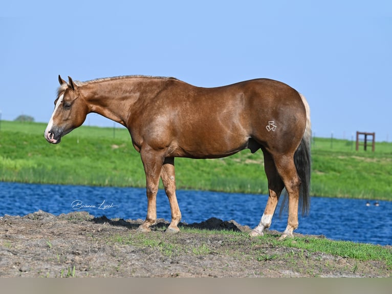 American Quarter Horse Ruin 11 Jaar 145 cm Palomino in Canistota, SD