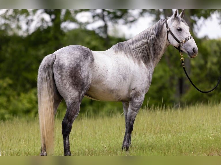 American Quarter Horse Ruin 11 Jaar 147 cm Appelschimmel in Bovina MS