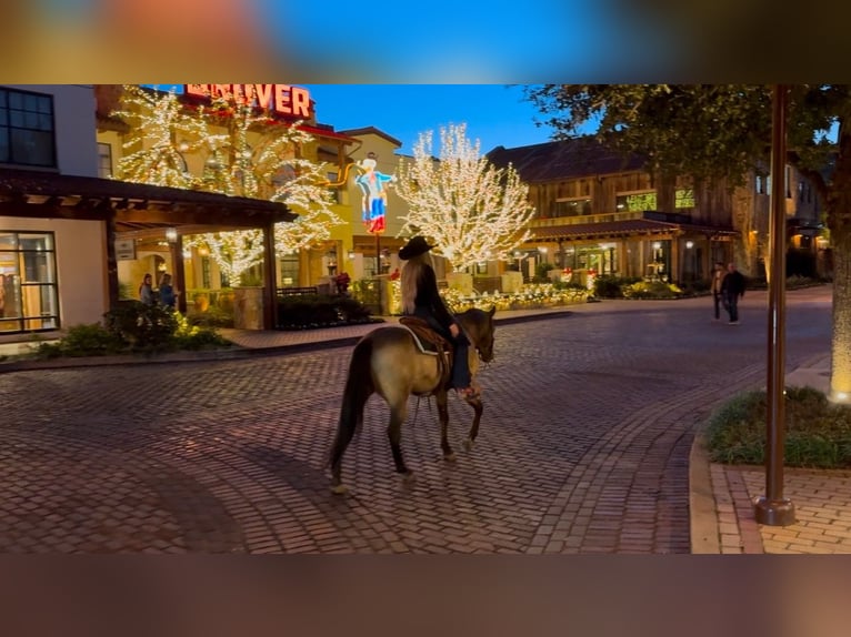 American Quarter Horse Ruin 11 Jaar 147 cm Buckskin in Ponder, TX