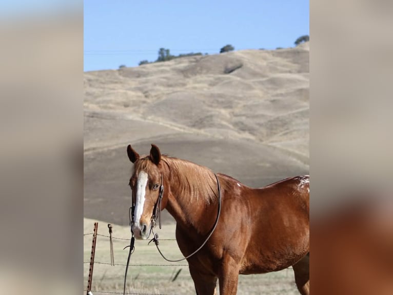 American Quarter Horse Ruin 11 Jaar 147 cm Donkere-vos in Paicines CA