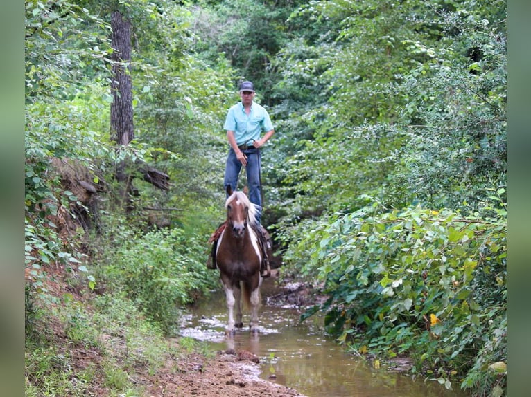 American Quarter Horse Ruin 11 Jaar 147 cm Donkere-vos in Rusk TX