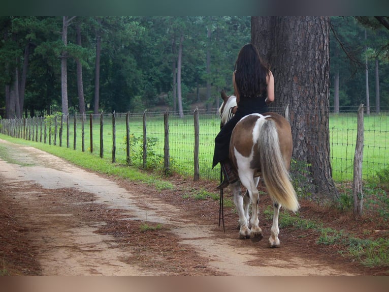 American Quarter Horse Ruin 11 Jaar 147 cm Donkere-vos in Rusk TX