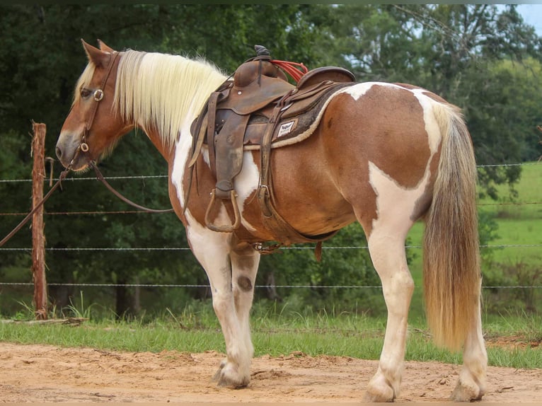 American Quarter Horse Ruin 11 Jaar 147 cm Donkere-vos in Rusk TX