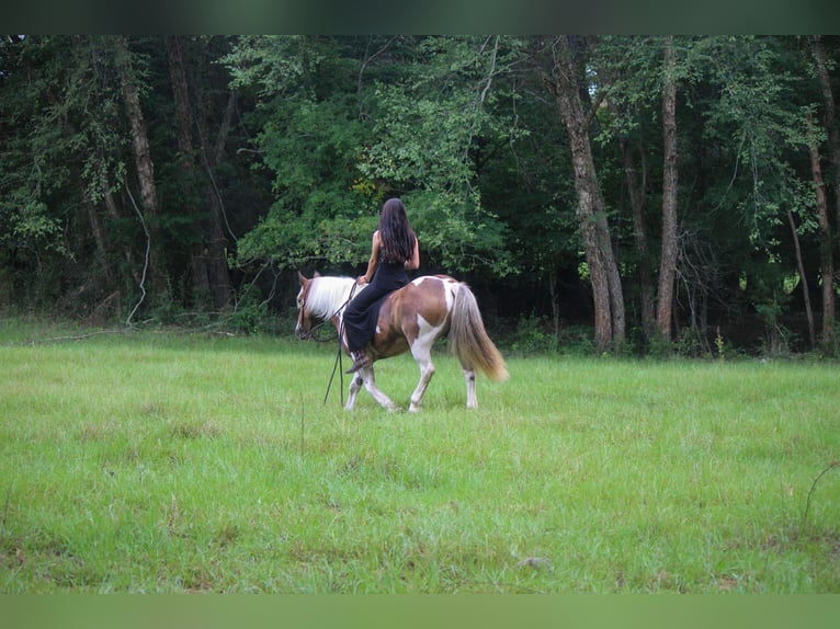 American Quarter Horse Ruin 11 Jaar 147 cm Donkere-vos in Rusk TX