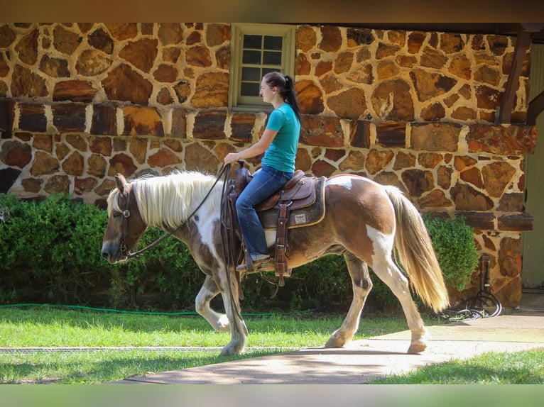 American Quarter Horse Ruin 11 Jaar 147 cm Donkere-vos in Rusk TX
