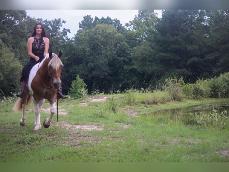 American Quarter Horse Ruin 11 Jaar 147 cm Donkere-vos in Rusk TX