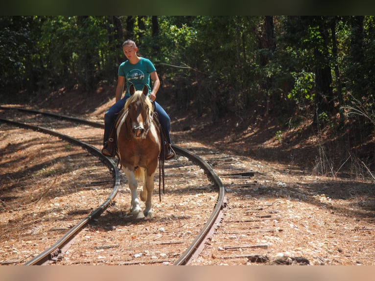 American Quarter Horse Ruin 11 Jaar 147 cm Donkere-vos in Rusk TX