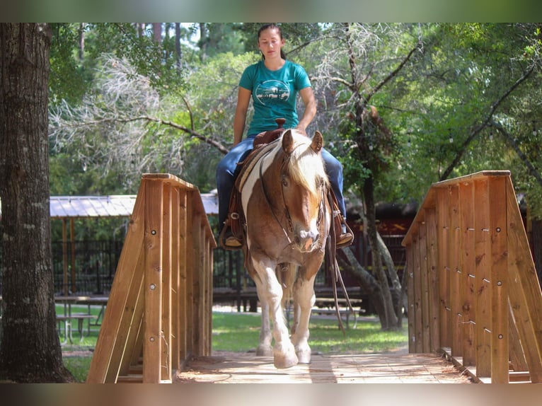 American Quarter Horse Ruin 11 Jaar 147 cm Donkere-vos in Rusk TX