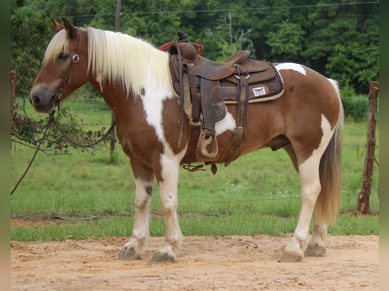 American Quarter Horse Ruin 11 Jaar 147 cm Donkere-vos in Rusk TX