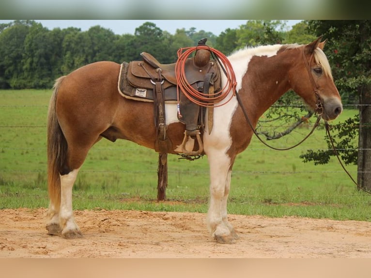 American Quarter Horse Ruin 11 Jaar 147 cm Donkere-vos in Rusk TX