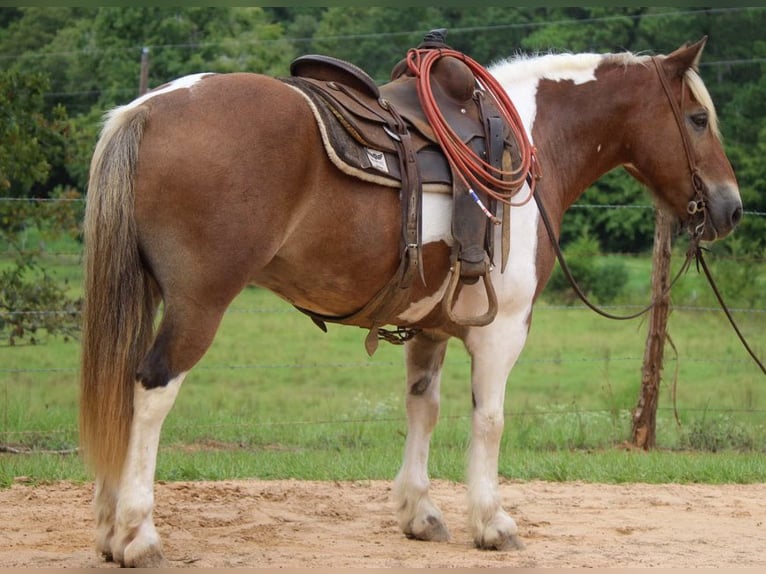 American Quarter Horse Ruin 11 Jaar 147 cm Donkere-vos in Rusk TX