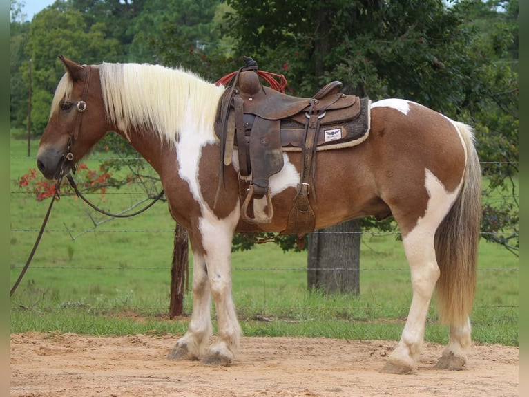 American Quarter Horse Ruin 11 Jaar 147 cm Donkere-vos in Rusk TX