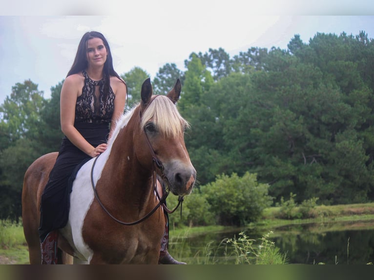 American Quarter Horse Ruin 11 Jaar 147 cm Donkere-vos in Rusk TX