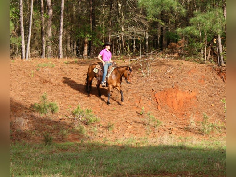 American Quarter Horse Ruin 11 Jaar 147 cm Falbe in Rusk