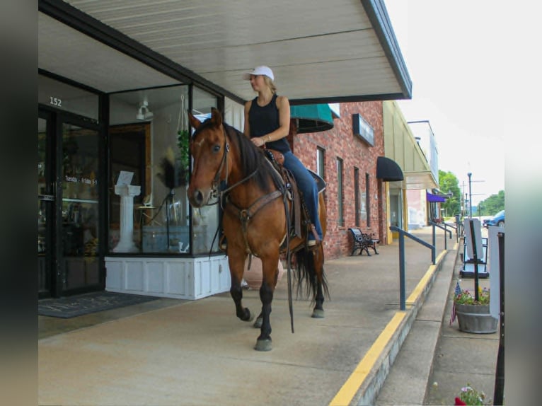 American Quarter Horse Ruin 11 Jaar 147 cm Falbe in Rusk